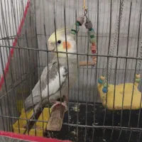 عروس هلندی نر رام و سخنگو