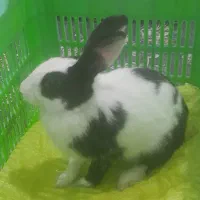 خرگوشه فروشی