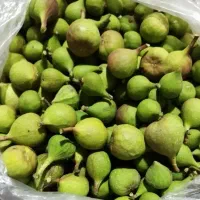 انجیر بر درجه یک و سالم