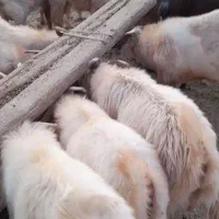 چبش چاق|حیوانات مزرعه|راور, |دیوار