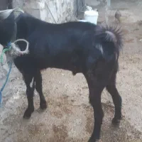 نر بز