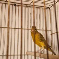 قناری|پرنده|فسا, |دیوار