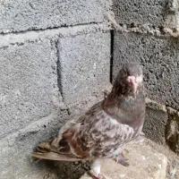 کبوتر معاوضه هم داریم با کبوتر ساده و مرغ عشق