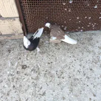 جفت شازده درجایی فول