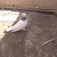 بوقلمن  کبوتر