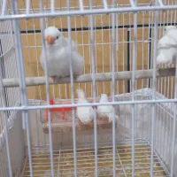 دوجفت فنچ باقفس|پرنده|ایذه, |دیوار