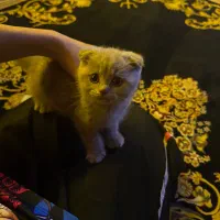 گربه نژاد اسکاتیش