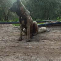 توله 6ماهه سرابی