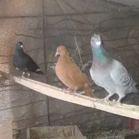 فروش کفتر نسل دار قیمت مناسب