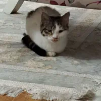 بچه گربه|گربه|اصفهان, مفتح|دیوار