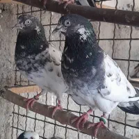 یک جفت نر و ماده پاکستانی به شرط پرش|پرنده|تهران, اقدسیه|دیوار