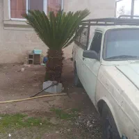 پیکان وانت مدل ۸۴|خودرو سواری و وانت|بندر انزلی, لیچارگی حسن رود|دیوار