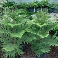 گل عمده و تکی /گل طبیعی /گل اپارتمانی حیاطی|گل و گیاه طبیعی|رشت, گلسار|دیوار