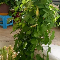 فروش انواع گل