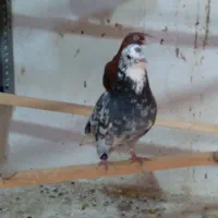 کبوتر و عروس هلندی
