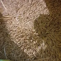 بیش از ۱ تن جو محلی موجوده