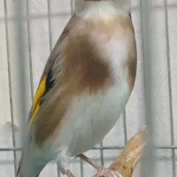 جوجه سره نر درشت استثنایی