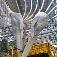 جوجه عروس هلندی لوتینو|پرنده|قدس, شهر‌قدس|دیوار