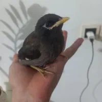 مرغ مینا