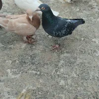 کفتر پرشی|پرنده|شیروان (خراسان), |دیوار