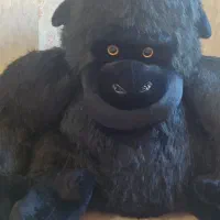 گوریل بسیار زیبا