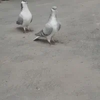 کفتر  بد رنگ