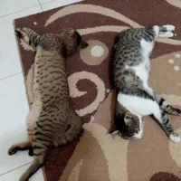 گربه گمشده که پیدا شد