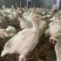 جوجه بوقلمون‌ بیوتی۶ یک‌ ماهه