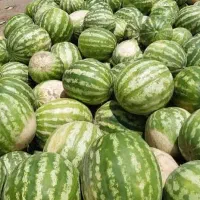 هندوانه