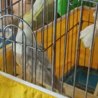 عروس هلندی روماده جفت