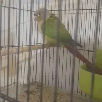 جوجه گرنجیک تازه دونه خور شده