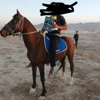 اسب نریان کورسی