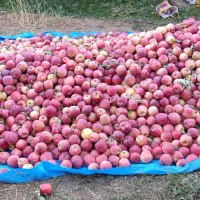 کارکشاورزی