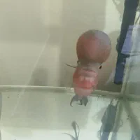 ماهی فلاور هورن اصل|ماهی|شهرکرد, |دیوار