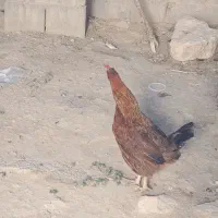 مرغ لکی اصلی