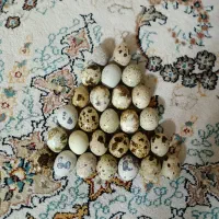 تخم بلدرچین