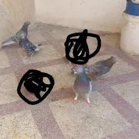 کفتر بهبونی شهری|پرنده|شیراز, جوادیه|دیوار