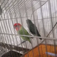 یک جفت طوطی برزیلی که جفت خم خوردن