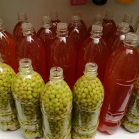 سبزی و ترشی خانگی شوید تازه|خوردنی و آشامیدنی|شاهدشهر, |دیوار