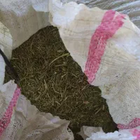 خارشتر مخلوط