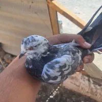 کفتر ماده پرشی|پرنده|قم, جوی شور|دیوار
