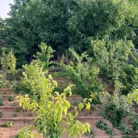 باغ در شهر نیر زیبای من|فروش خانه و ویلا|نیر (یزد), |دیوار