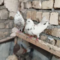 کفتر|پرنده|قم, تعویض پلاک|دیوار