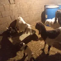 ۲تا بز و۴بزغاله|حیوانات مزرعه|زیرکوه, |دیوار