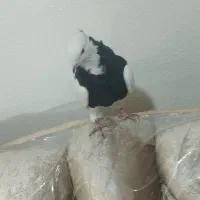 کفتر طوقی ماده|پرنده|شاهین‌شهر, فردوسی|دیوار