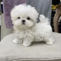 توله فنجونی|سگ|تهران, صادقیه|دیوار