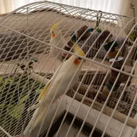 عروس هلندی بالغ|پرنده|اردستان, |دیوار