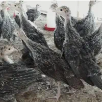 بوقلمون|حیوانات مزرعه|کرج, ترمینال کلانتری|دیوار