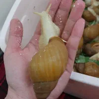 حلزون آچاتینا پیش مولد