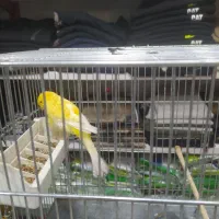 قناری نر و ماده|پرنده|تهران, شهرک طالقانی|دیوار